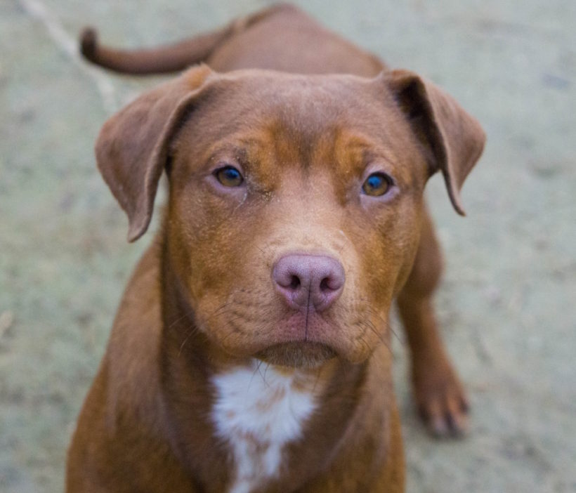 Copper – Adopted