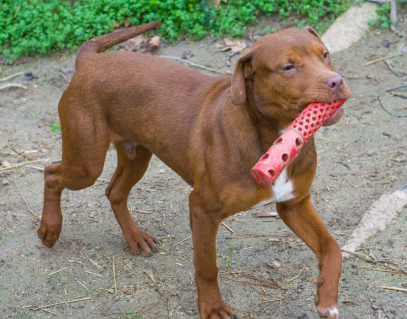 Copper – Adopted